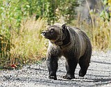 Griz study gets cash infusion