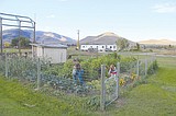 School garden grows strong