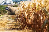 Teen worker dies in accident at Hauser corn maze