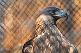 Protecting the eagle