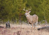 Hunting season begins next Saturday