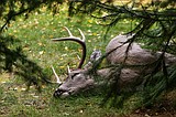 More dead deer found