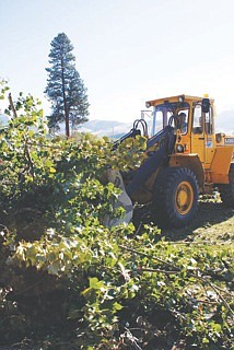 Crews felled five trees, and used heavy machinery to clear the area of brush.