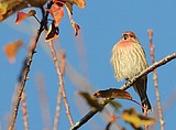 Veterans Home Birds