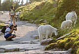 Goats bring smiles to Glacier Park visitors