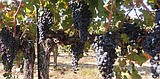 A good year for wine grapes at Sagemoor Vineyards