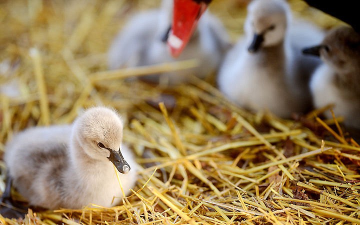 <p>Four black swan cygnets are watched over by one of their parents on Friday, October 10, at Bibler Garden in Kalispell. The baby swans will spend winter at the garden. (Brenda Ahearn/Daily Inter Lake)</p>
