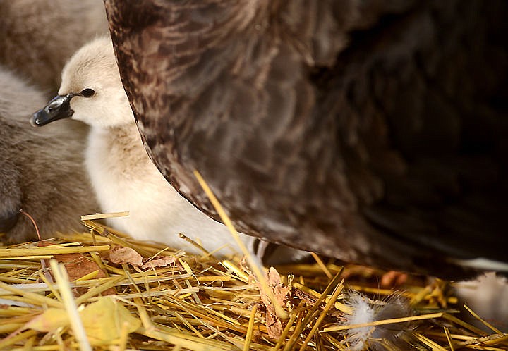 <p>A black swan cygnet nestles nearby a protective parent on Friday, October 13, at Bibler Garden. When the cygnets reach maturity their feathers will be black and their beaks, currently black, will be red. (Brenda Ahearn/Daily Inter Lake)</p>