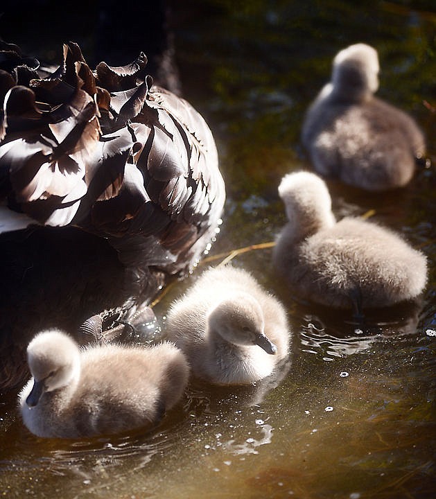 <p>A bevy of black swan cygnets stay close to their protective parents on Friday, October 10, at Bibler Garden in Kalispell. October is a late time of year for new swans but according to Rande Simon, manager of the Bibler Garden, a second clutch of swans is possible this late in the year when the first are lost. The swans had a clutch earlier in the year that were lost to predators. (Brenda Ahearn/Daily Inter Lake)</p>