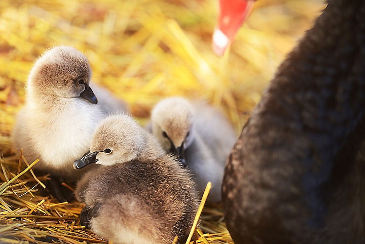 <p>Four black swan cygnets are watched over by one of their parents on Friday, October 10, at Bibler Garden in Kalispell. The baby swans will spend winter at the garden. (Brenda Ahearn/Daily Inter Lake)</p>