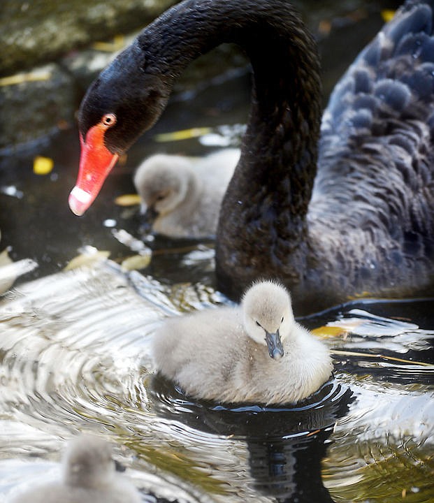 <p>A black swan and one of its offspring swing in a section of a pond at Bibler Garden on Monday, October 13, in Kalispell. The black swans and their cygnets have been given a specially cordoned off area for themselves in an attempt to protect this clutch of babies. An clutch of cygnets were born earlier in the year but lost to predators. (Brenda Ahearn/Daily Inter Lake)</p>