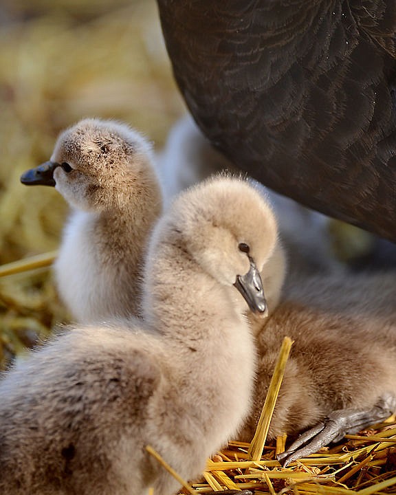 <p>Two of the four black swan cygnets sit close to their parents on Friday, October 10, at Bibler Garden in Kalispell. Preparations for winter housing for the birds have already been made which include a ramp to an indoor pool and space for the six swans to move around as the young cygnets grow to maturity. (Brenda Ahearn/Daily Inter Lake)</p>