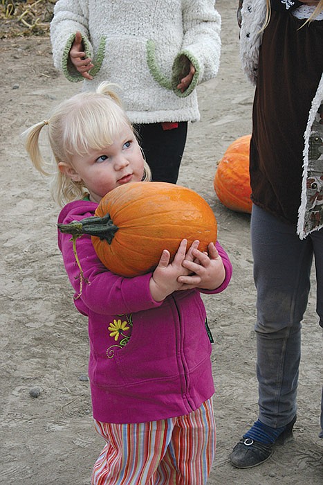 Pumpkin Patch
