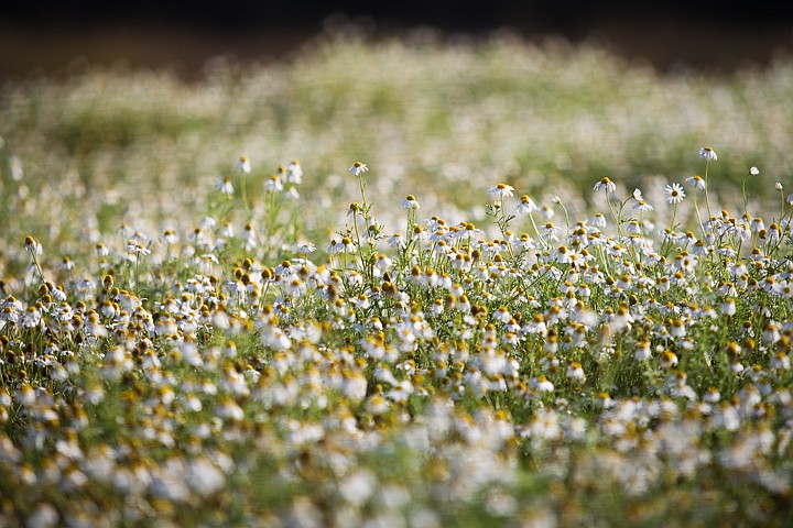 &lt;p&gt;SHAWN GUST/Press A few determined daisies stand up above the rest of a field of wildflowers Thursday in Hayden.&lt;/p&gt;