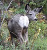 Whitetail numbers up, elk and mule deer stable