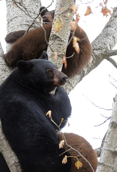 &lt;p&gt;A mother black bear and four cubs take refuge in a tree near
U.S. 93 just south of Whitefish on Monday morning. The bears
quickly drew a crowd as both sides of the highway were lined with
parked cars and people stopping to take photos. To buy this photo
or others of the treed bears, please click on the &quot;Order Photo
Reprints&quot; link below.&lt;/p&gt;
