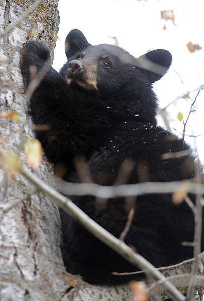 <p>A black bear cub, one of four, takes refuge with its mother in a
tree near US 93 just south of Whitefish.</p>