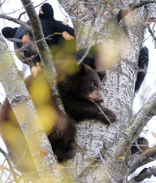 <p>A mother and four cubs take refuge in a tree near US 93 just
south of Whitefish on Monday morning. The bears quickly drew a
crowd as both sides of the highway were lined with parked cars and
people stopping to take photos.</p>