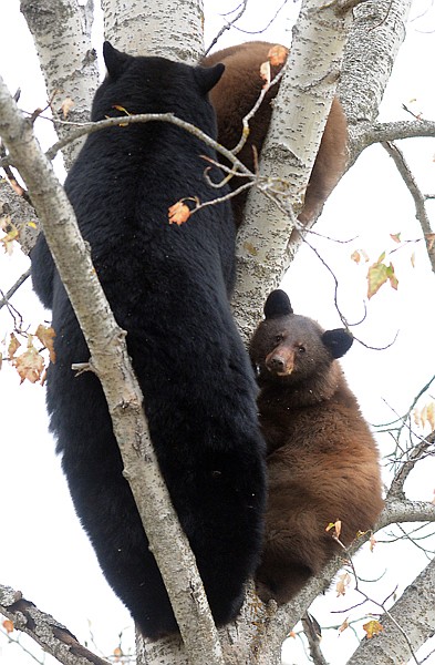 <p>A mother and four cubs take refuge in a tree near US 93 just
south of Whitefish on Monday morning. The bears quickly drew a
crowd as both sides of the highway were lined with parked cars and
people stopping to take photos.</p>