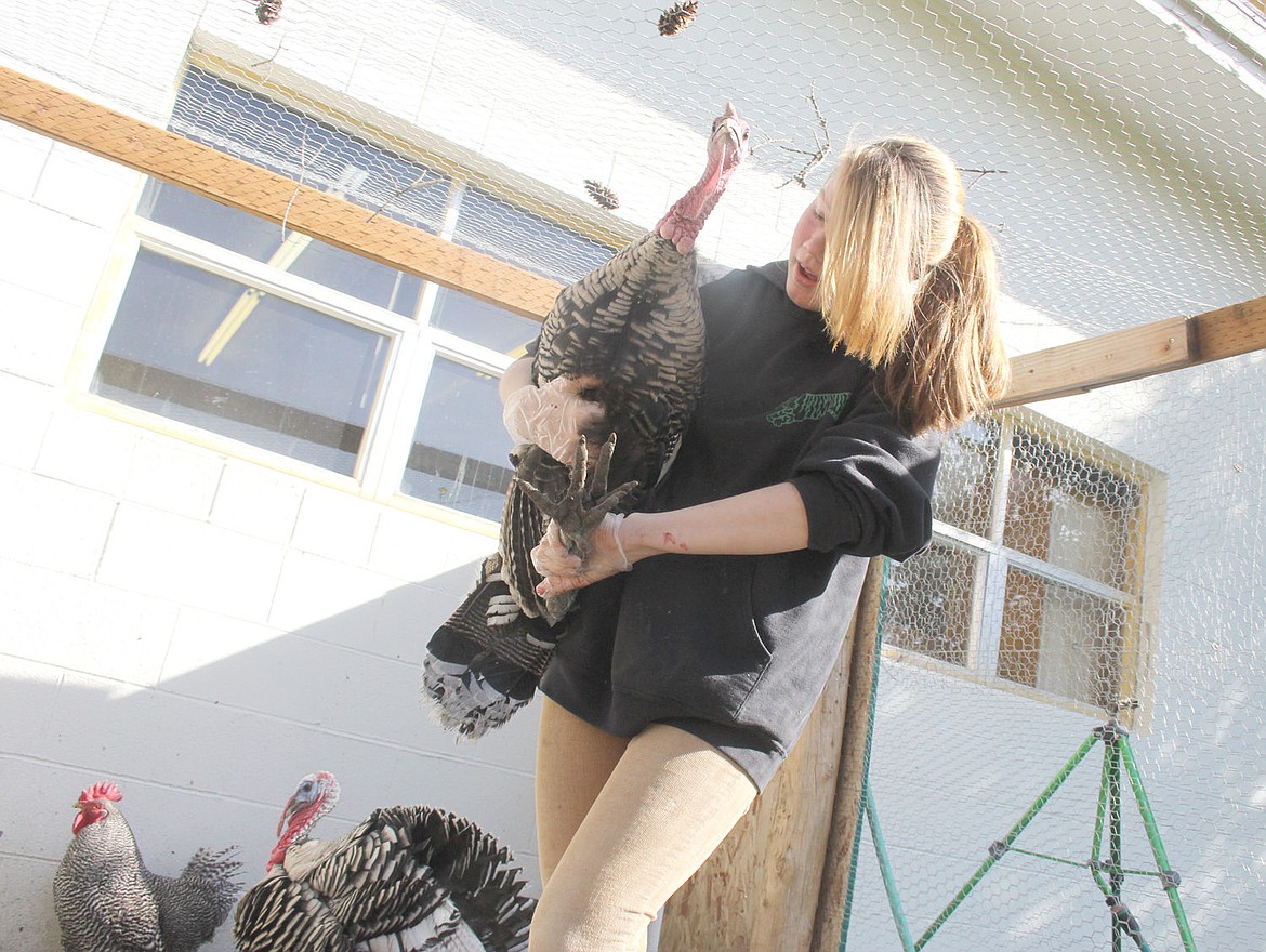 &lt;p&gt;Zianna King of St. Regis carries a turkey out of the pen at the high school on the way to processing last week as part of a lesson about homegrown food.&lt;/p&gt;