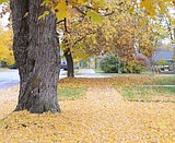 Leaf pickup in Whitefish on Fridays