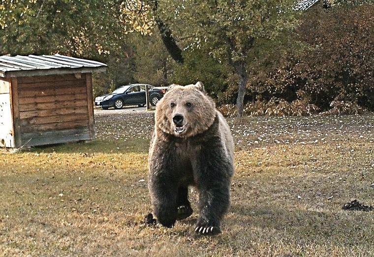 &lt;p&gt;A remote camera set up in Bob and Laurie Muth's yard captured photos of grizzlies, including this one in broad daylight.&lt;/p&gt;
&lt;p&gt;&#160;&lt;/p&gt;
&lt;p&gt;&#160;&lt;/p&gt;
&lt;p&gt;&#160;&lt;/p&gt;
&lt;p&gt;With the help of Defenders of Wildlife and Tim Manley of Montana Fish, Wildlife and Parks, the Muths installed electric fencing to discourage bears &Ograve;from becoming dependent on a food source that can only end badly for the bears,&Oacute; Bob Muth said. &Ograve;A few destroyed fruit trees are a small price to pay to be able to witness the great bear&Otilde;s return,&Oacute; he added. Muth was philosophical about the grizzlies: &Ograve;There are things that cannot be put into words. And the aura surrounding a wild grizzly bear is at the top of the list. Grizzlies are mythical, mystical and magnificent creatures. We are blessed to live in a place large enough and wise enough to be part of this breathtaking animal&Otilde;s recovery from the road to extermination ... thanks to farsighted conservationists and the Endangered Species Act.&Oacute;&Ecirc;&lt;/p&gt;