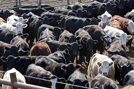&lt;p&gt;Cattle are kept in pens at a feedlot southwest of Omaha, Neb., on Tuesday. Many ranchers say the market for domestic meat has withered to the point where they often receive only a single reasonable bid for their animals.&lt;/p&gt;