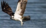 Reel-In and Recycle with Cd'A Audubon