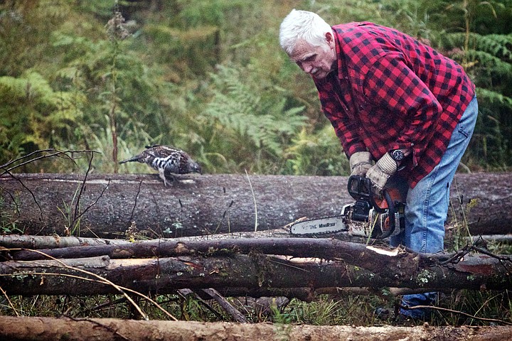 &lt;p&gt;JEROME A. POLLOS/Press As his pet grouse watches from a nearby log, Jim Powell saws through timber that he harvested from his property Wednesday.&lt;/p&gt;