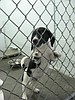 Animal shelter needs help