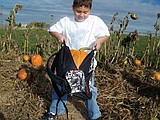 The search for the perfect pumpkin