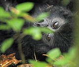 Gorillas at the library