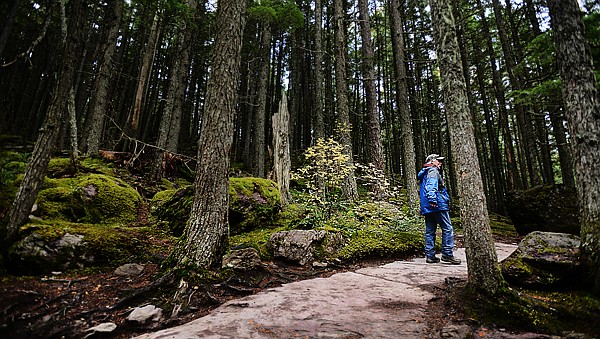 <p>Mike Carroll of Vale, Ore., hikes along the Avalanche Trail Thursday in Glacier National Park. The park reopened yesterday, with cars allowed as far up as Big Bend.</p>
