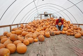 Paradise Gardens rescue pumpkins from early frost