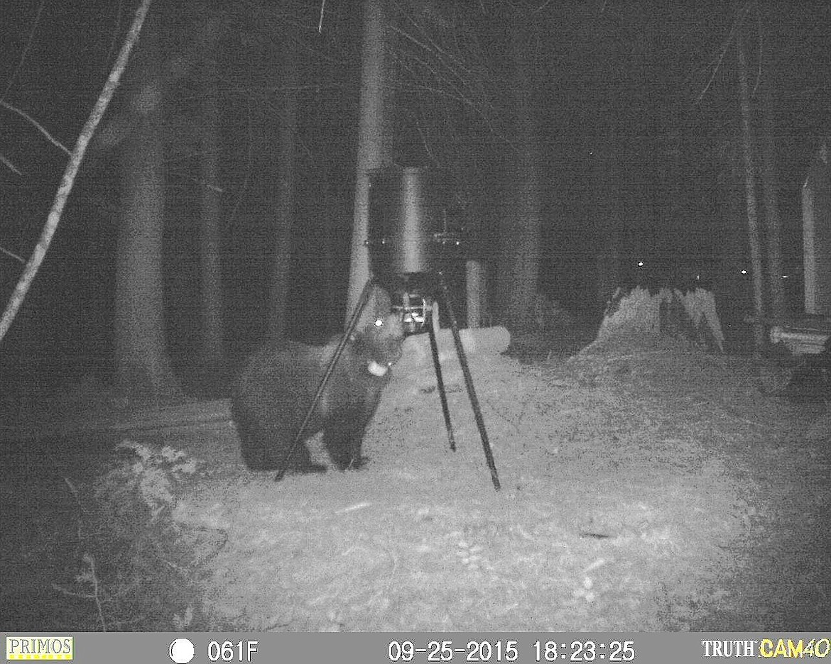 Possible second grizzly spotted near North Fork