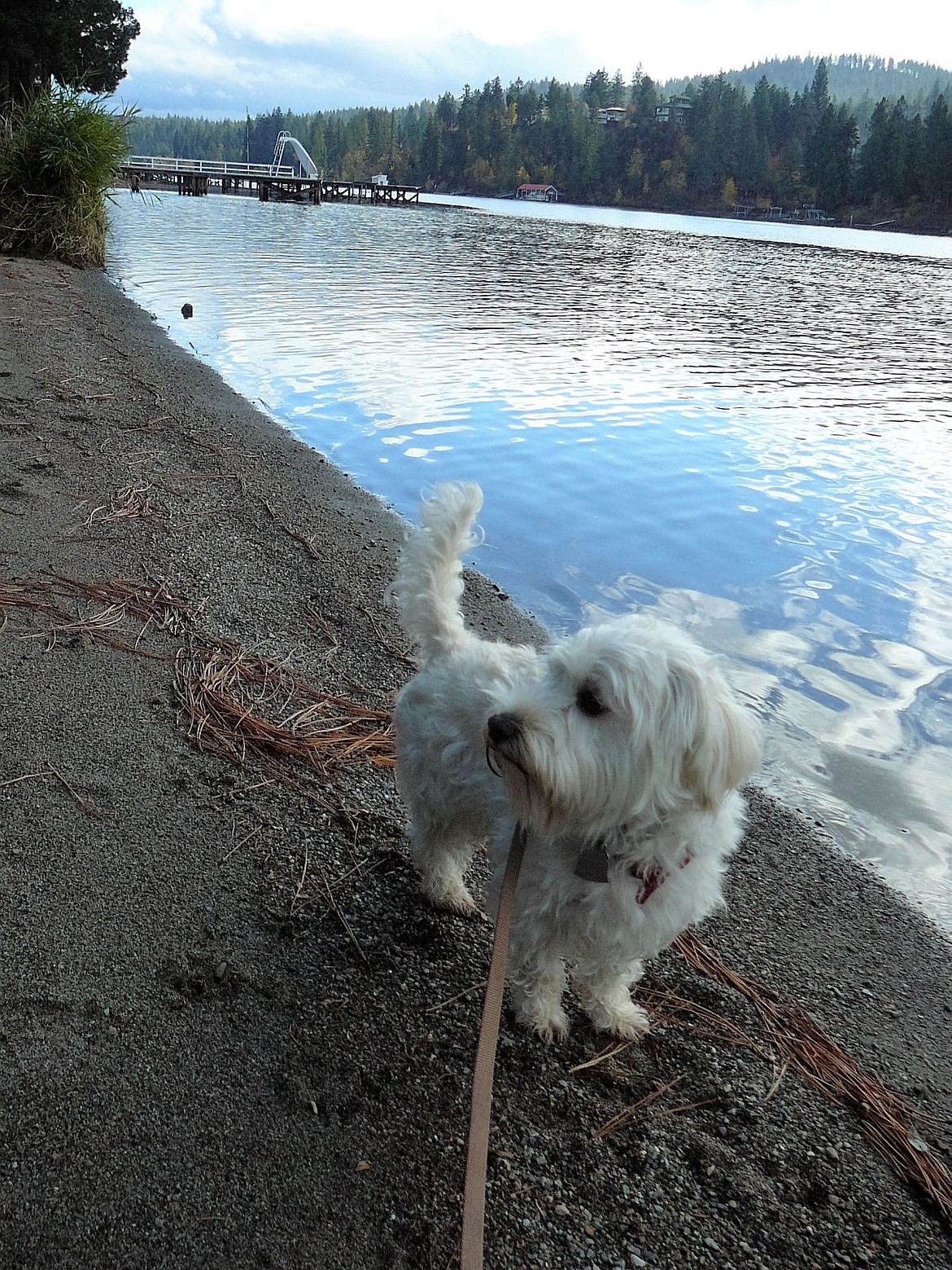 &lt;p&gt;Journey hears a sound in the forest that piques his interest as he rests on the beach at Kiwanis Park during a recent run.&lt;/p&gt;