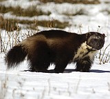 Group sues over failure to list wolverines