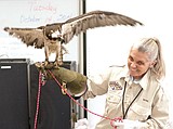 Treating injured birds across the valley