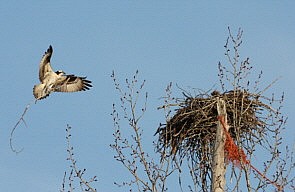 Osprey return to Kalispell=rebuilding the nest