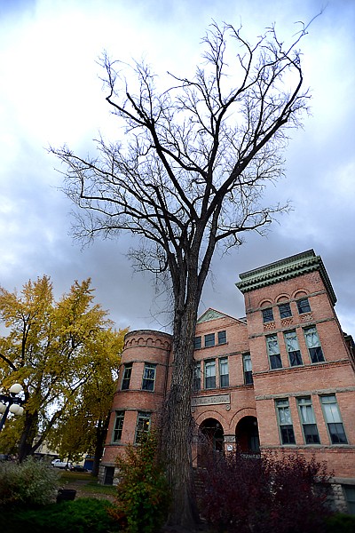 <p>A 100-year-old American elm stands outside the Museum at Central School. The tree, one of many in the area affected by Dutch elm disease, is marked to be cut down this fall.</p>