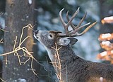 Winter proving tough on deer herd