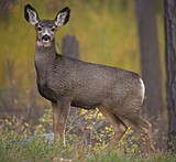 Deer illegally shot and wasted