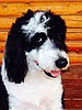 Readers, poor Bentley needs your help