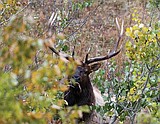 By CHRIS PETERSON / Hungry Horse News