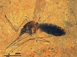 The 46 million year old skeeter