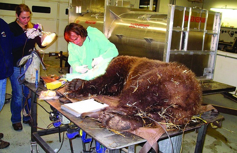 &lt;p&gt;Veterinarian Dr. Dan Savage treats a grizzly bear that had been hit in the eye by bird shot.&lt;/p&gt;