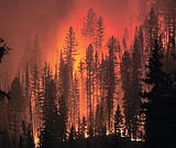 State plans several fire salvage sales