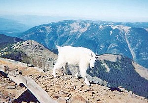 Scotchman Peaks Goat