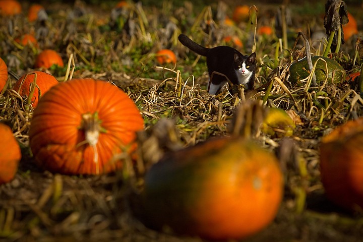 &lt;p&gt;JEROME A. POLLOS/Press Rosie, one of the many animals that wander through the grounds of Prairie Home Farm, navigates through the vines of a pumpkin patch Thursday.&lt;/p&gt;