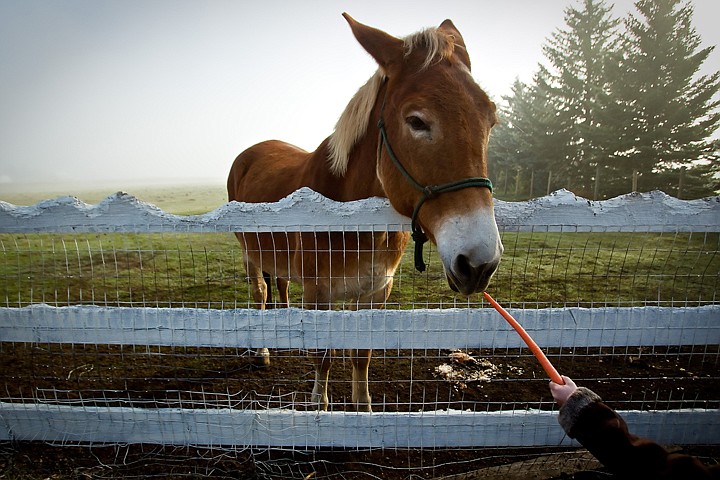 &lt;p&gt;JEROME A. POLLOS/Press A Kinder Center student cautiously offers a mule a carrot during a field trip Thursday to Prairie Home Farm.&lt;/p&gt;